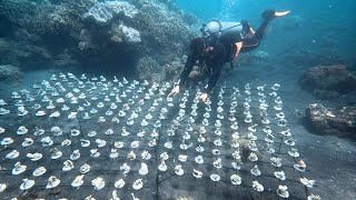 Transplantasi Terumbu Karang