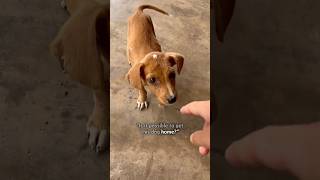 Girl helps street puppy find loving home #shorts