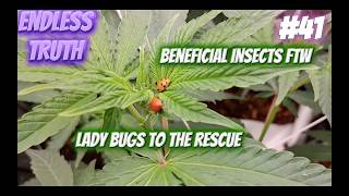 Endless Truth #41 Pesticide Free Cultivation Education: Lady Bugs Deployed - Beneficial insects FTW
