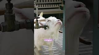 سر غريب عن الماعز.. هل تحب النار فعلاً أم أن هناك سبباً آخر؟ #عالم_الحيوانات