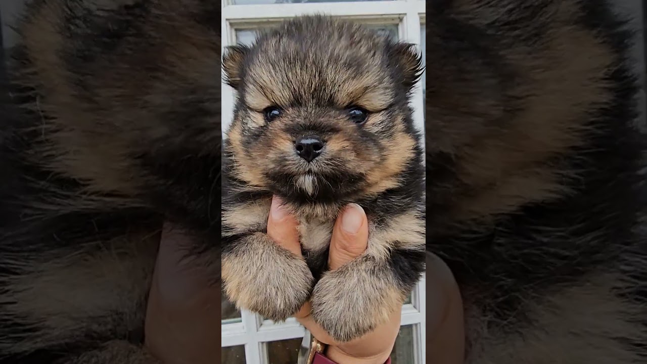 f1bb pomsky pup more pom than husky a designer breed