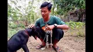 #blitarhits #vidgramblitar #storywa  HOALAH SU ASU 🐶