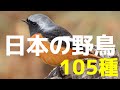 日本の野鳥105種【コンデジ野鳥撮影】
