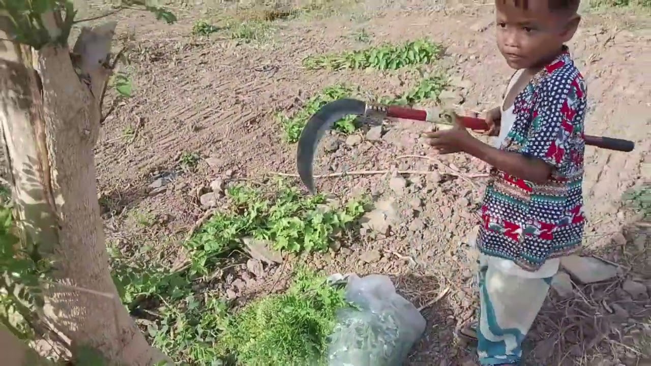 Natural mountain vegetable harvest