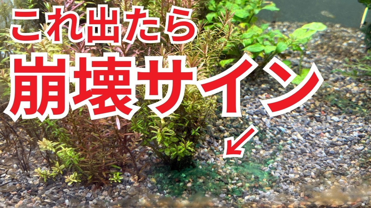 【見逃し厳禁】水槽のバクテリアバランスが崩れた時の特徴を教えます