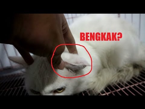 Video: Hematoma Telinga Kucing - Masalah Telinga Kucing - Hematoma Aural Kucing