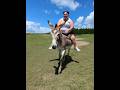 ركوب الحمار ينتهي بسقوط غير متوقع لحظة مضحكة جد ا Animals Virl Donkey 