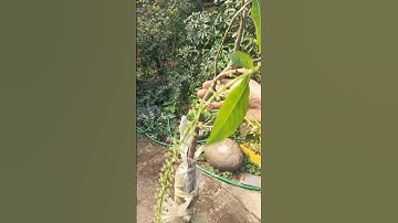 LỘC VỪNG HOA ĐỎ,CÓ 1 CÂY DUY NHẤT #bonsai #0353541881 #locvung