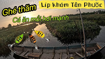 1 ngày câu cá lóc tại nông trường khóm Tân Phước