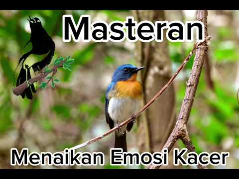 Putar Suara Tledekan Gunung Gacor Ini !!! Kacer Anda Pasti Nyaut