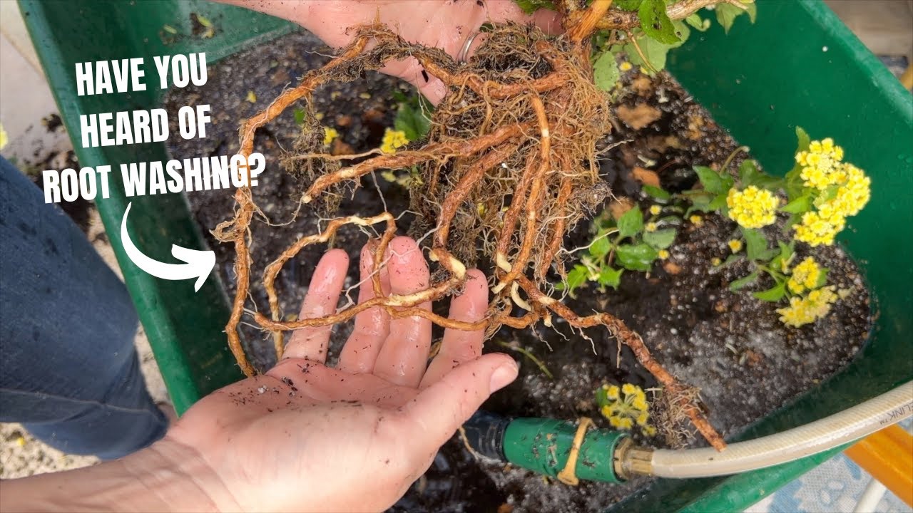 Fall Transplanting Day! :: Transplanting and Root Washing?? New To Me ...