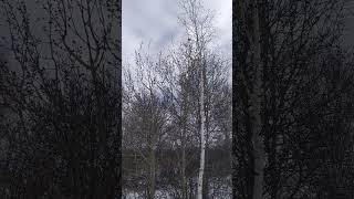 A beautiful bird chirps on a birch tree/Красивая птичка чирикает на березе #tit #birdsongs #birdsong