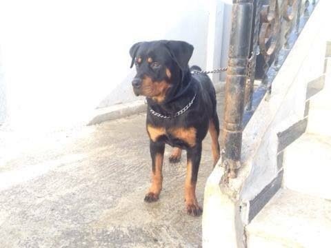 amazing-breed-rottweiler