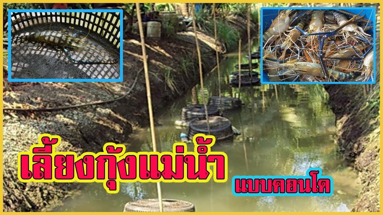 เลี้ยงกุ้งแม่น้ำ | ด้วยตะกร้าคอนโด ในร่องสวน |