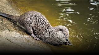 Fakten Über Flussotter Meister Der Aquatischen Lebensräume Und Erstaunlichen Höhlen