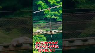 吊橋で寝るサル🙈