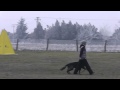 Athos v esadera 2 year old gsd