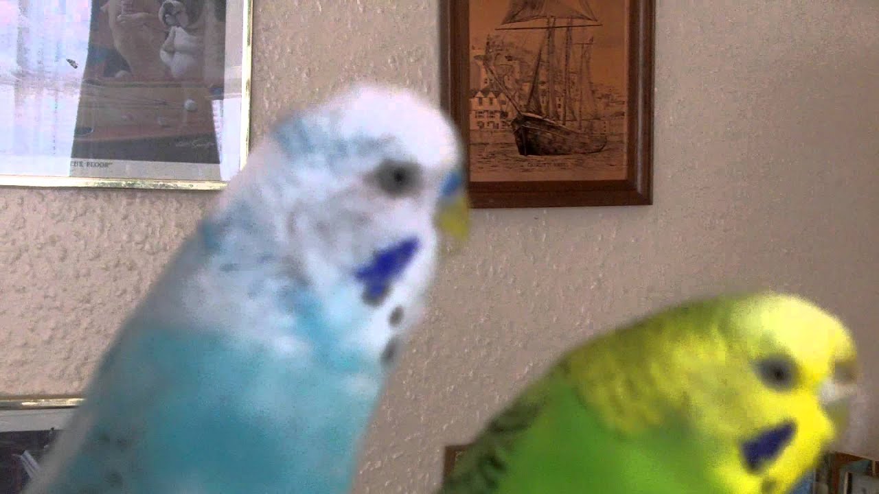Budgies in front of the computer on Friday 15th July 2011