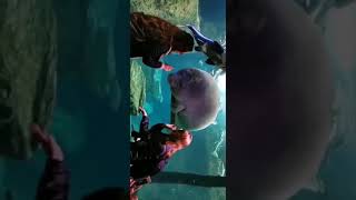 Manatee squeezes its nose against the glass
