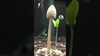 Mushroom Growing Fast | Timelapse