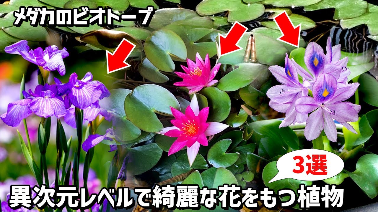 Recommended for beginners! 3 plants that are easy to grow in a