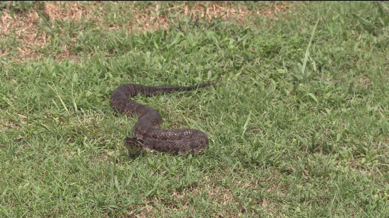 Are Brown Snakes Active At Night