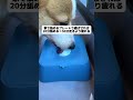 見て!犬が舐め始めたら止まらない!お散歩より集中して、舐め終わったらヘトヘト! #スローボウル #舐めるボウル #夏対策 #エネルギ発散 #ストレス軽減
