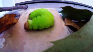 Luna Moth Pre-Chrysalis