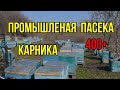 Технология содержания, промышленная пасека карники. Пакеты украинской степной пчелы