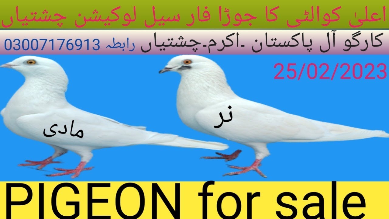 PIGEON.for.sale//PIGEON.Karnal//کارگو آل پاکستان چینل لائک سبسکرائب