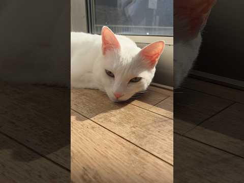 今のシロ。 #猫のいる暮らし #猫 #保護猫