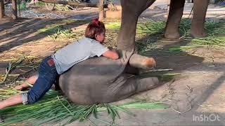 BABY ELEPHANT PLAYING WITH A ZOOKEEPER WHILE HIS MOMMY EATING DINNER-every new mom wishes for this