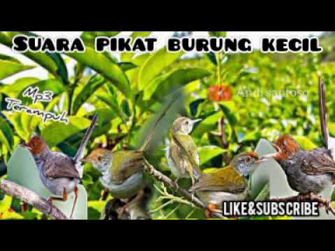 Suara pikat burung kecil yang paling ampuh | mp3 pikat untuk burung kecil pikat andalan