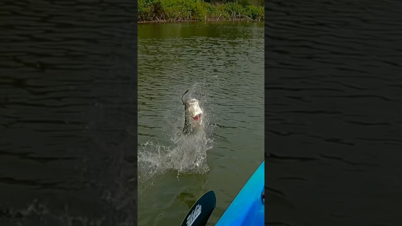 Catching Quality Summer Bass on a Shakey Head! 