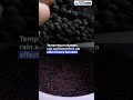 The Last Wild Berry Keeping Gin Alive