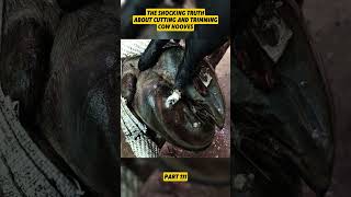 #hoofcare #hoof #hoofcleaning #cow #fyp #fypシ #foryouu #foryoupagee #usatiktok #usa_tiktok #fyppp...