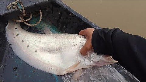 Thả câu thác lác cườm 🥰