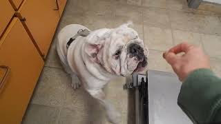 Distracting Bulldog Idiopathic Head Tremors with  a Treat Dr. Kraemer Vet4Bulldog