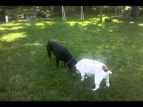 Harley the Rottweiler AND Liberty the Springer Spaniel - YouTube