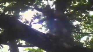 Download Lagu Pendekar Bukit Tengkorak Film Jadul Seru MP3