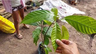 Plantei mudas de cacau vermelho e amarelo na chácara