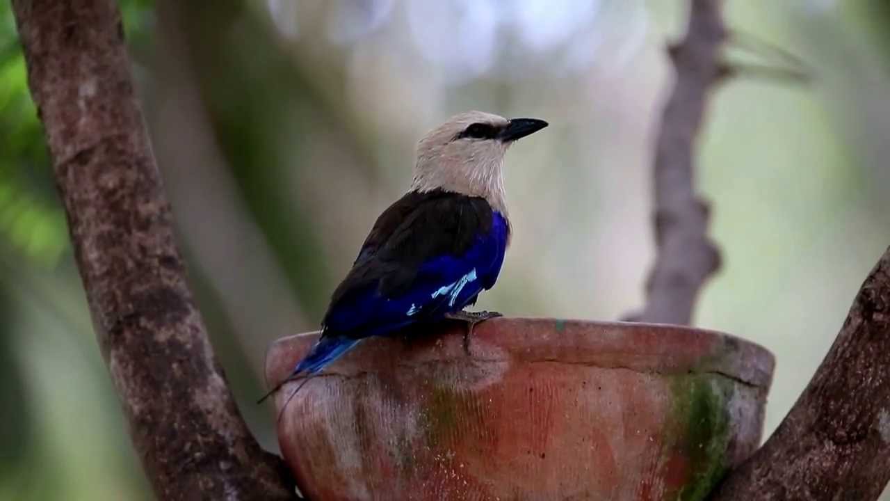 Blauwbuikscharrelaar (Coracias cyanogaster) Blue-bellied Roller 