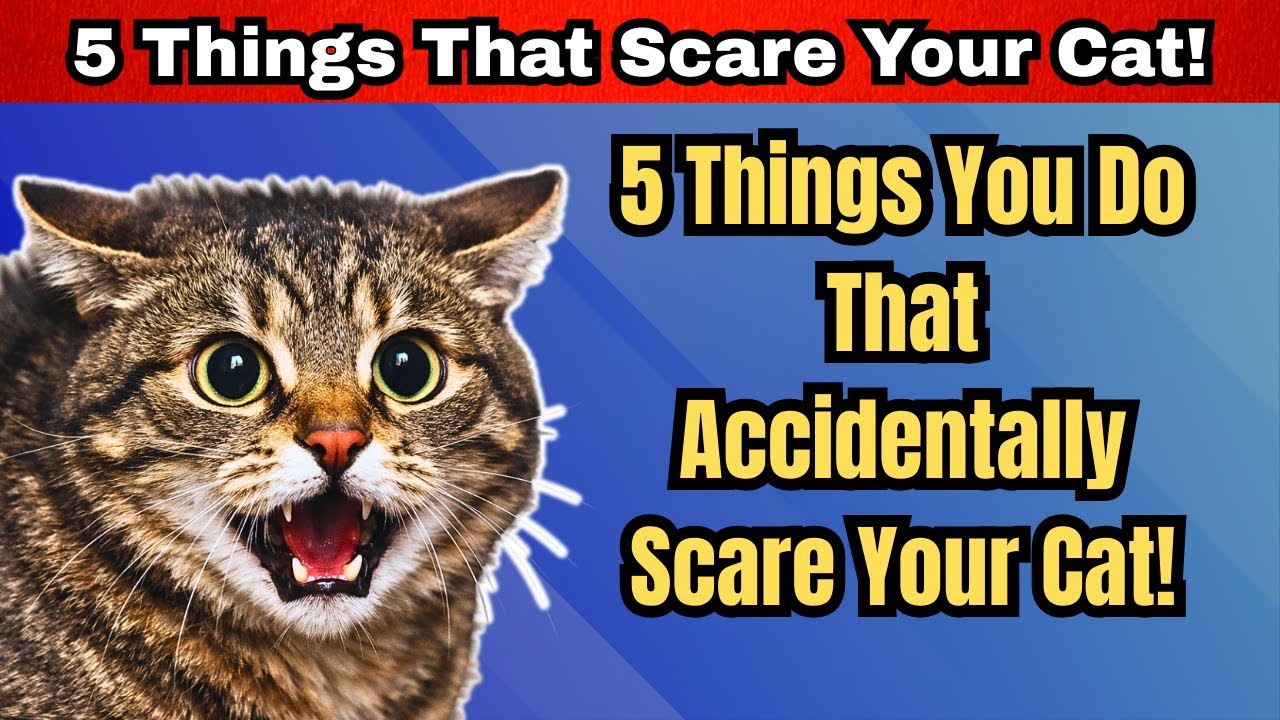 Things You Do That Accidentally Scare Your Cat!