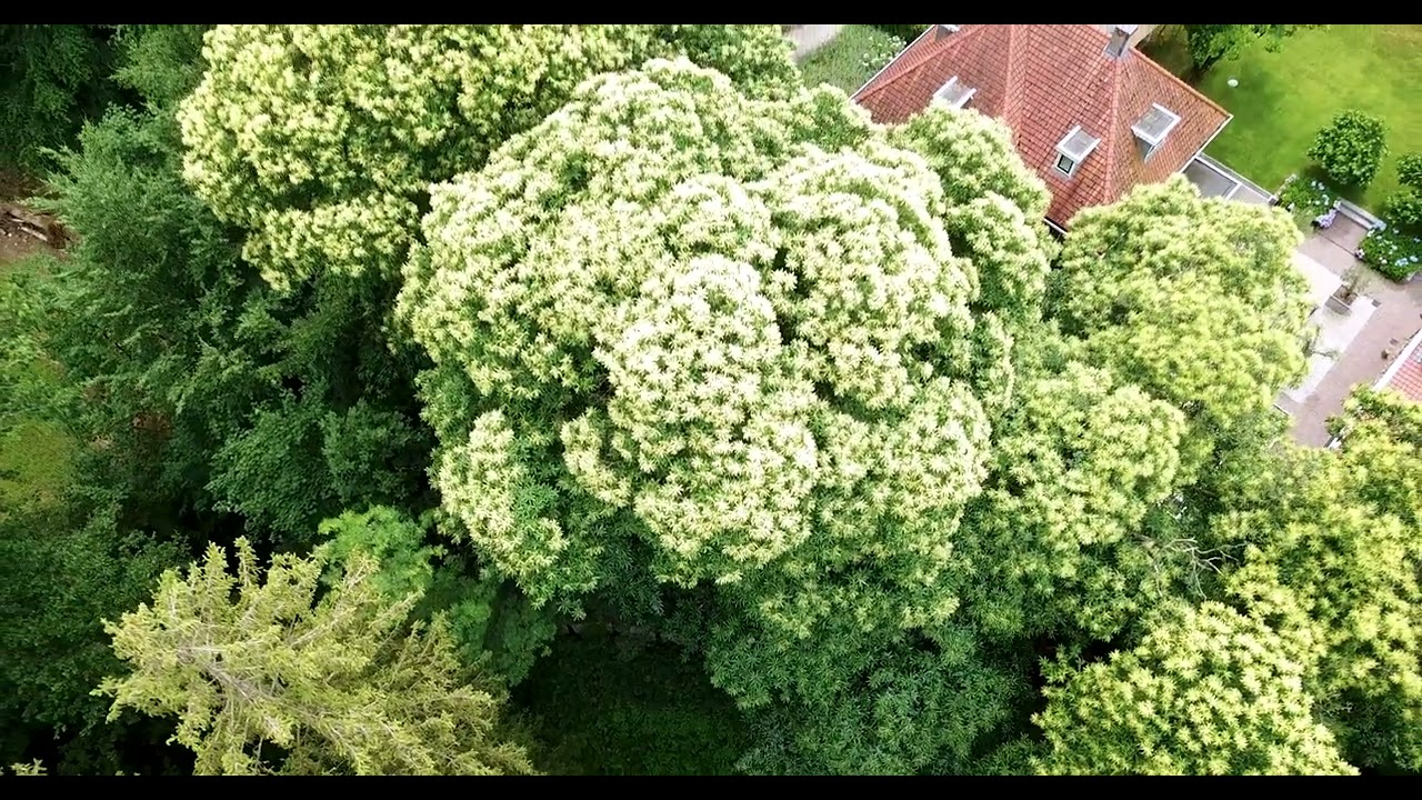 Bloeiende kastanjebomen in Beek bij Nijmegen