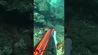 Πιάνω Στήρα ΝΟΜΙΜΑ 🌊#ψαρεμα #spearfishing #fishing #yt #shorts