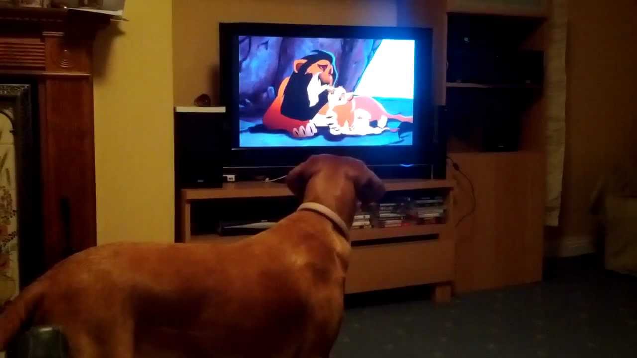 puppy watching lion king