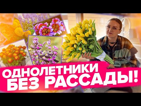 ОДНОЛЕТНИЕ ЦВЕТЫ БЕЗ РАССАДЫ. Что посеять сразу в грунт?