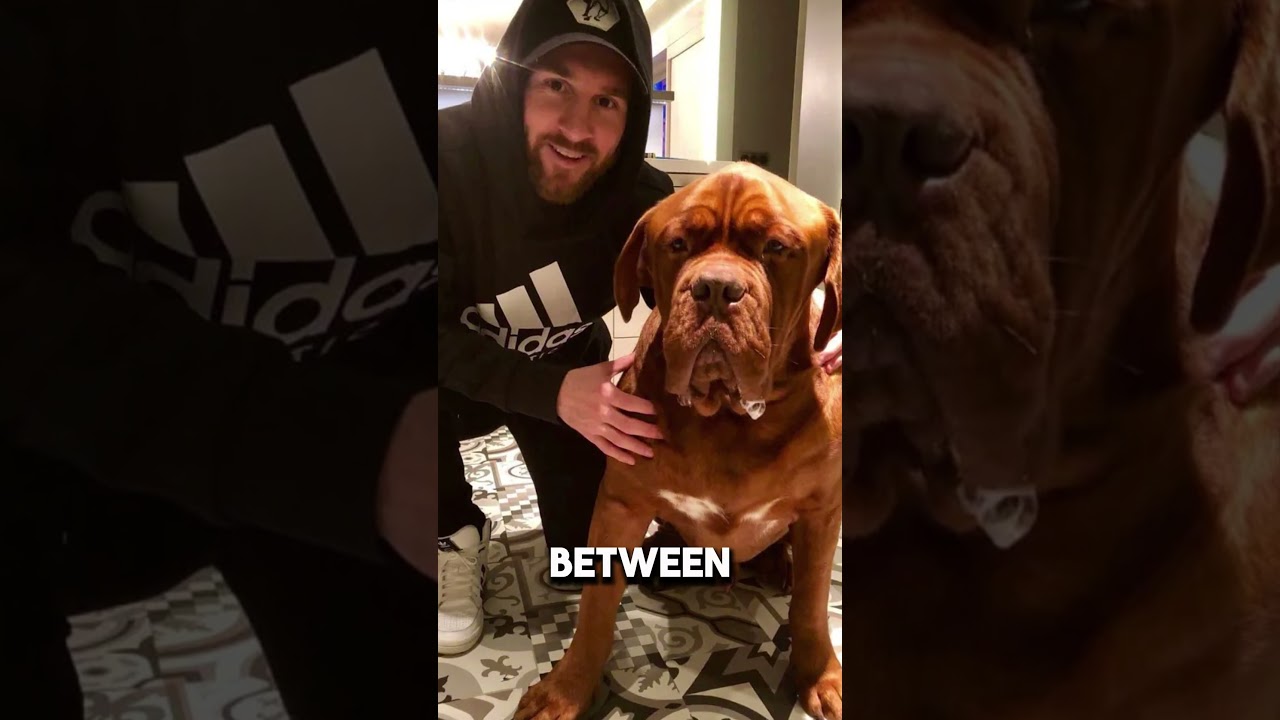 Где сейчас находится собака Месси Халк?