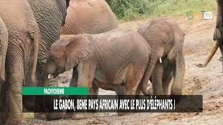 Pachyderme Le Gabon, 8Eme Pays Africain Avec Le Plus Déléphants