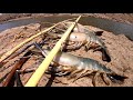 Catching giant fresh water prawns using traditional bamboo fishing rod and cooking tasty recipe